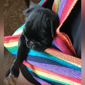 EUC Walking Palm Organic Cotton Rainbow Dog/Cat Sling